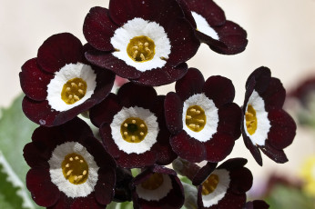 Картинка примула цветы примулы бордовый