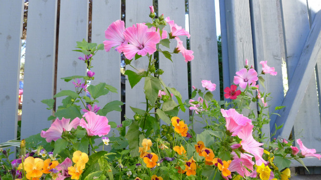 Обои картинки фото цветы, разные, вместе, лепестки, листья, доски, синий