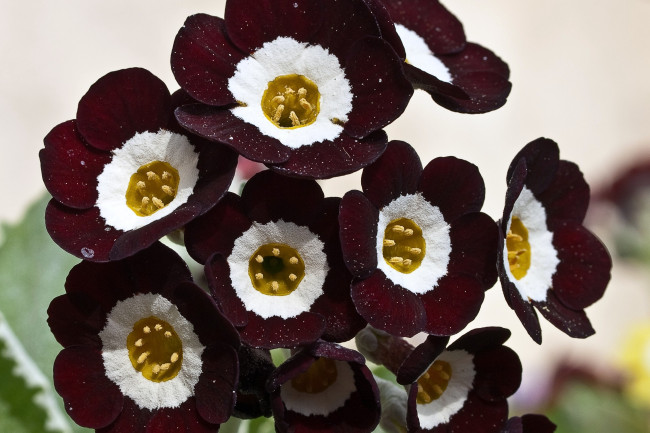 Обои картинки фото примула, цветы, примулы, бордовый