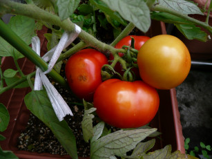 Картинка природа плоды помидор томаты