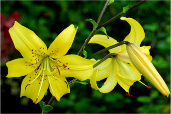 Картинка цветы лилии лилейники