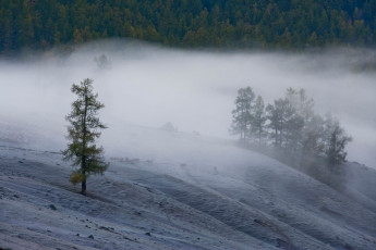 Картинка природа деревья