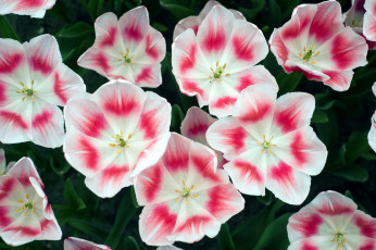 Картинка цветы тюльпаны пестрый