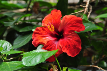 Картинка цветы гибискусы цветок