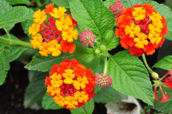 Картинка цветы лантана вербена желтый оранжевый