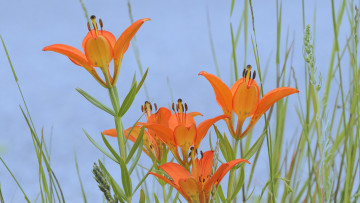 Картинка цветы лилии лилейники