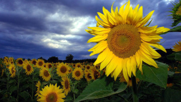 Картинка цветы подсолнухи