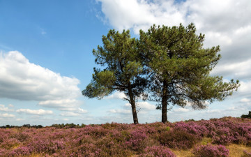 Картинка природа деревья лето поле