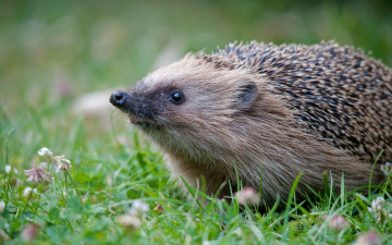 Картинка животные ежи ёжик природа трава