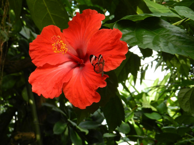 Обои картинки фото цветы, гибискусы, цветок