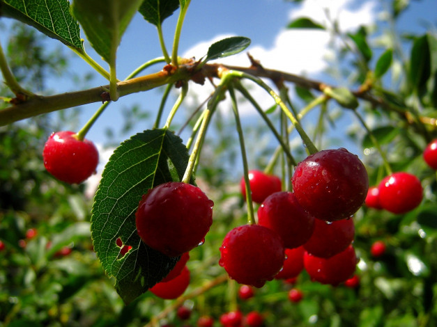 Обои картинки фото природа, Ягоды, листья, Черешня, ветка