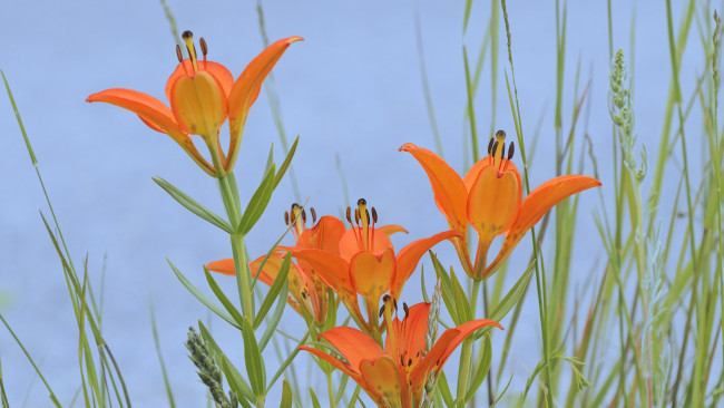 Обои картинки фото цветы, лилии, лилейники