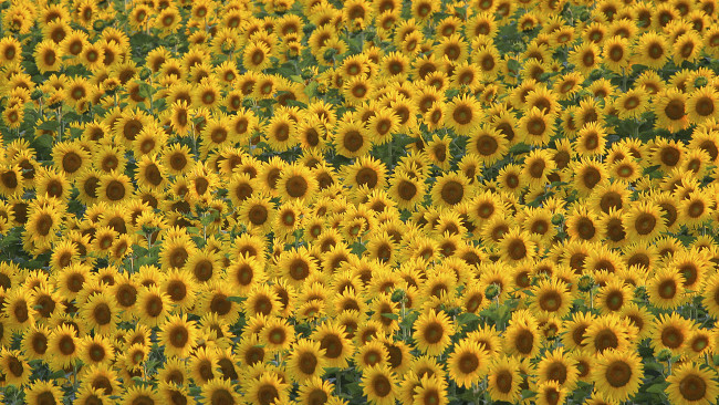 Обои картинки фото цветы, подсолнухи