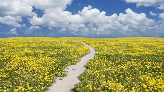 Обои картинки фото природа, дороги, цветы, облака, тропинка