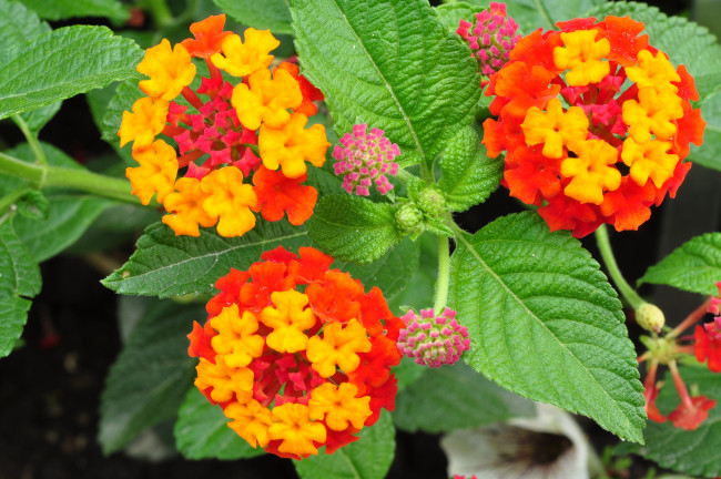 Обои картинки фото цветы, лантана, вербена, желтый, оранжевый