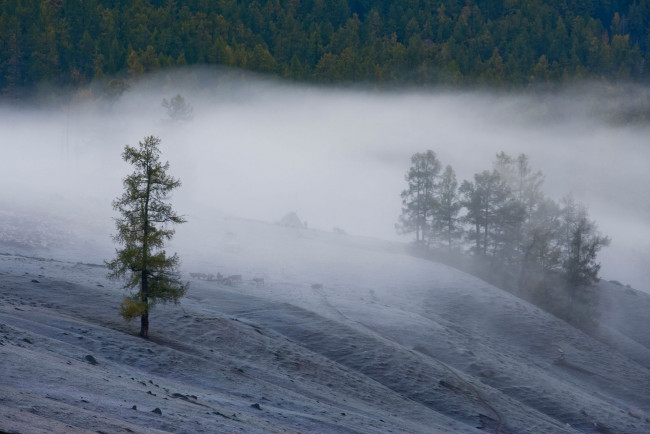 Обои картинки фото природа, деревья