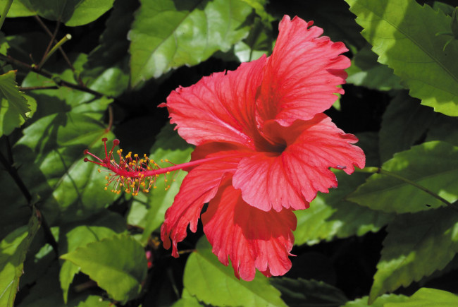 Обои картинки фото цветы, гибискусы, цветок