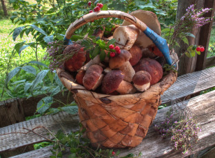 Картинка еда грибы грибные блюда брусника боровики корзина