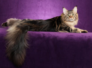 Картинка maine coon животные коты кошка