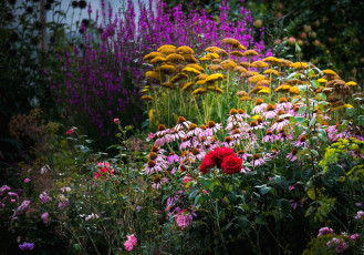 Картинка цветы разные вместе розы эхинацея заросли