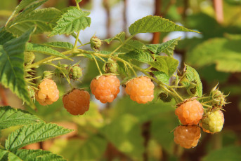 Картинка природа Ягоды малина