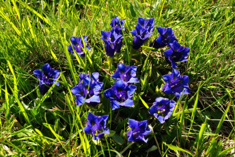 Картинка цветы горечавки синий
