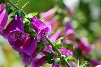 Картинка цветы дигиталис наперстянка макро