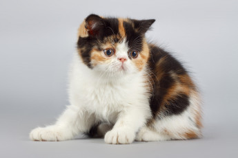 Картинка животные коты котенок