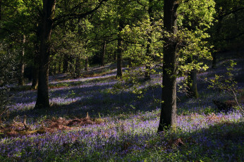 Картинка природа лес деревья цветы