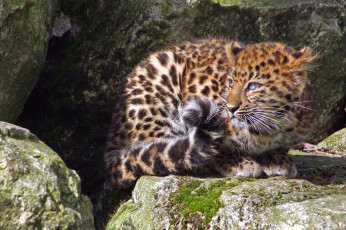 Картинка животные леопарды малыш