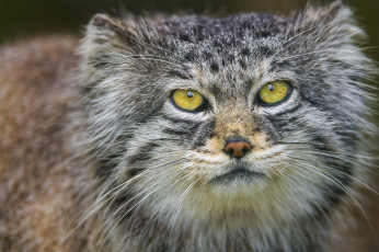 Картинка животные манулы портрет