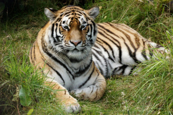 Картинка животные тигры хищник