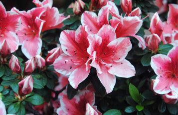 Картинка цветы рододендроны азалии пестрый