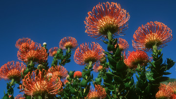 обоя цветы, протея, лепестки