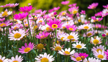 Картинка цветы ромашки розовый