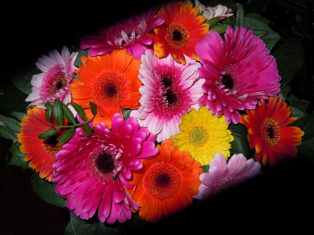 Обои картинки фото цветы, герберы, букет