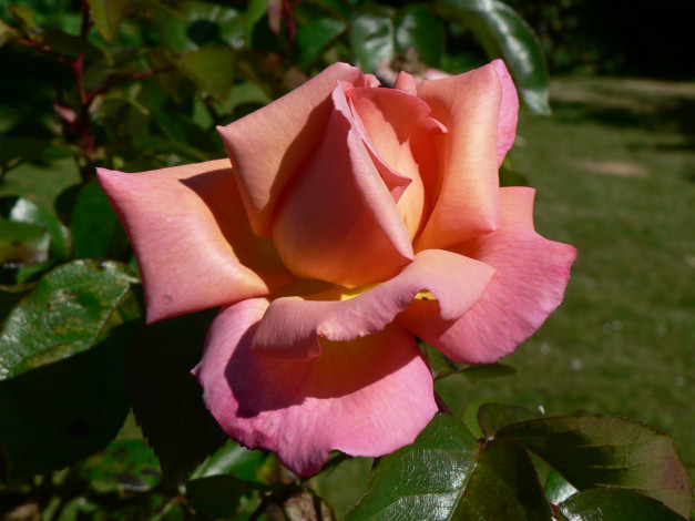 Обои картинки фото цветы, розы, лепестки