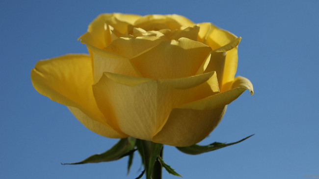 Обои картинки фото цветы, розы, роза