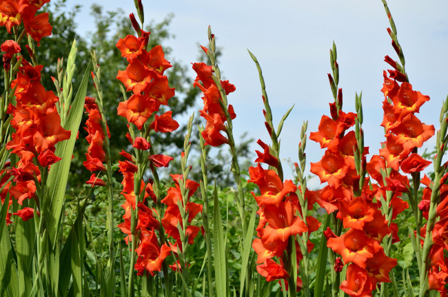 Обои картинки фото цветы, гладиолусы, высокий