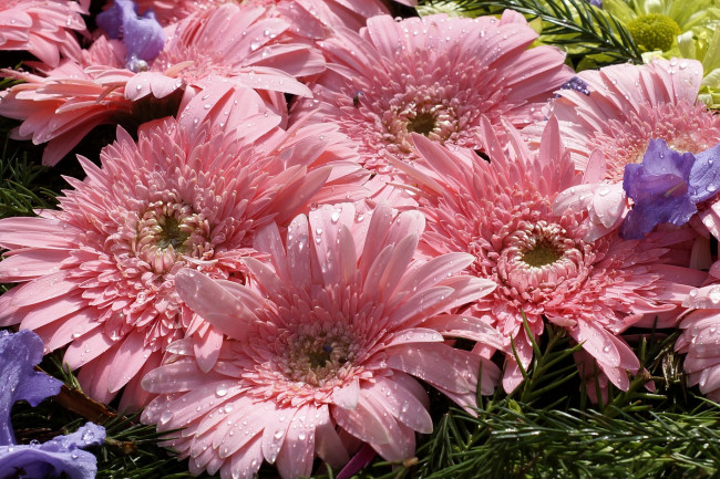 Обои картинки фото цветы, герберы, капли, розовый