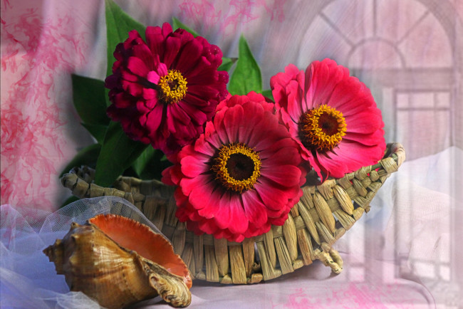 Обои картинки фото цветы, цинния, ракушка, корзина, красный