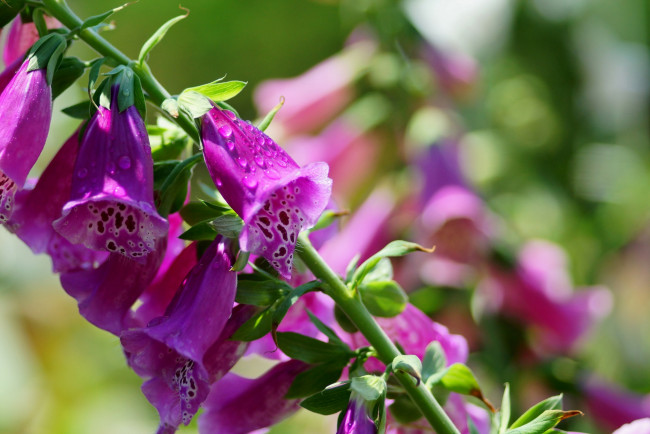 Обои картинки фото цветы, дигиталис, наперстянка, макро