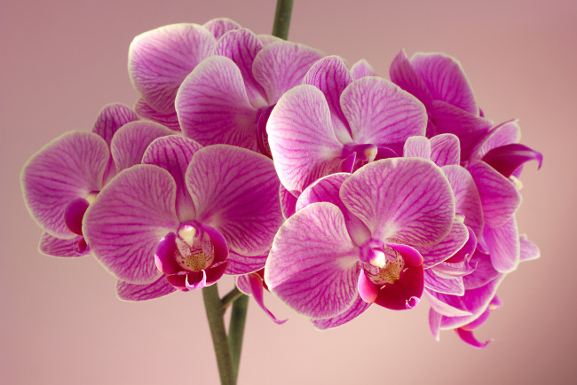 Обои картинки фото цветы, орхидеи, розовый
