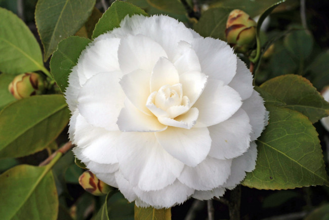 Обои картинки фото fimbriata, цветы, камелии, камелия