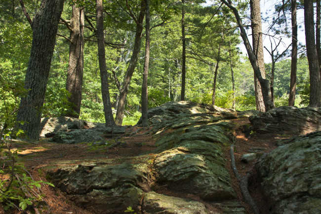 Обои картинки фото massachusetts, usa, природа, лес