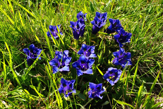 Обои картинки фото цветы, горечавки, синий