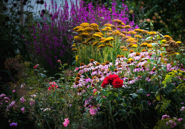 Обои картинки фото цветы, разные, вместе, розы, эхинацея, заросли