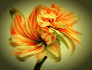 Картинка цветы амариллисы +гиппеаструмы жёлто-красные прожилки