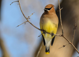 Картинка животные птицы  рябинник свиристель