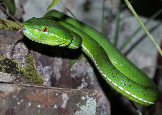 Картинка животные змеи +питоны +кобры змея